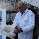 Aalten, Kleindiervereniging, keuring, 8 oktober 2016 005.jpg